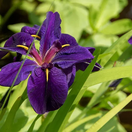 No.3 ホリンヘム